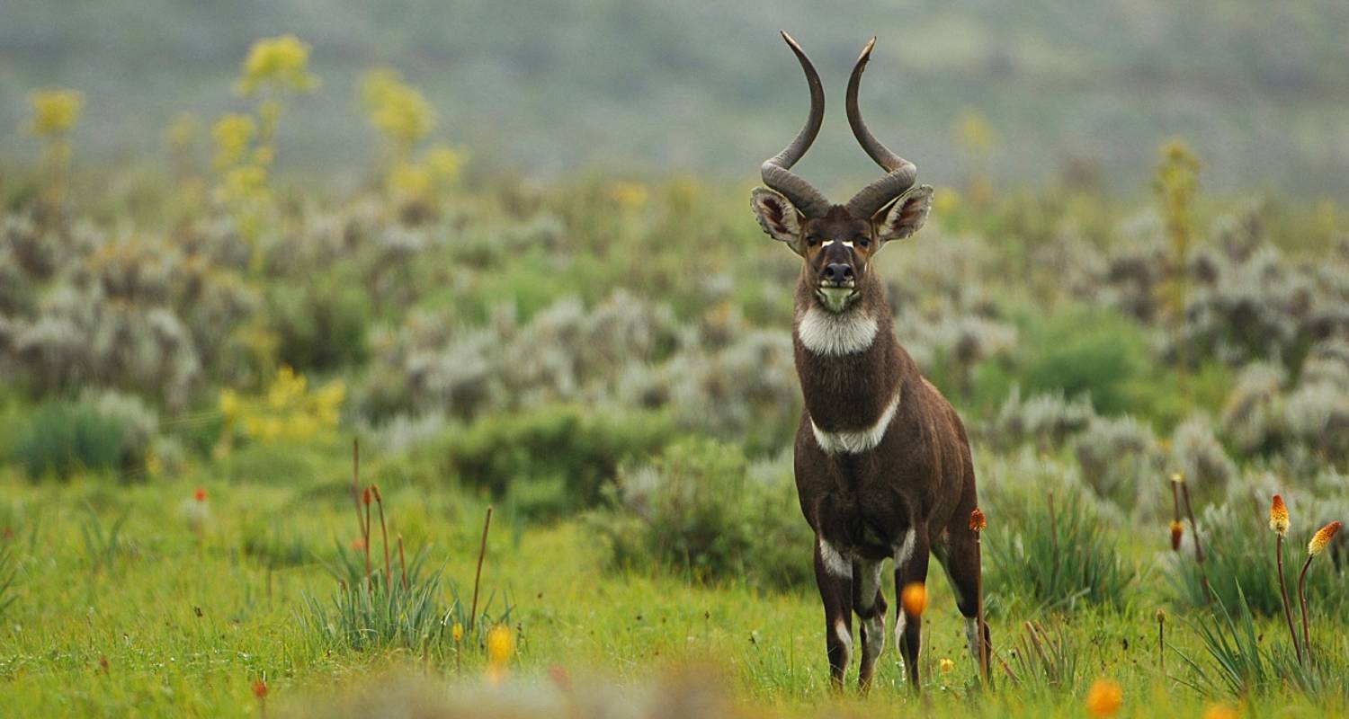 Wildlife & Safari